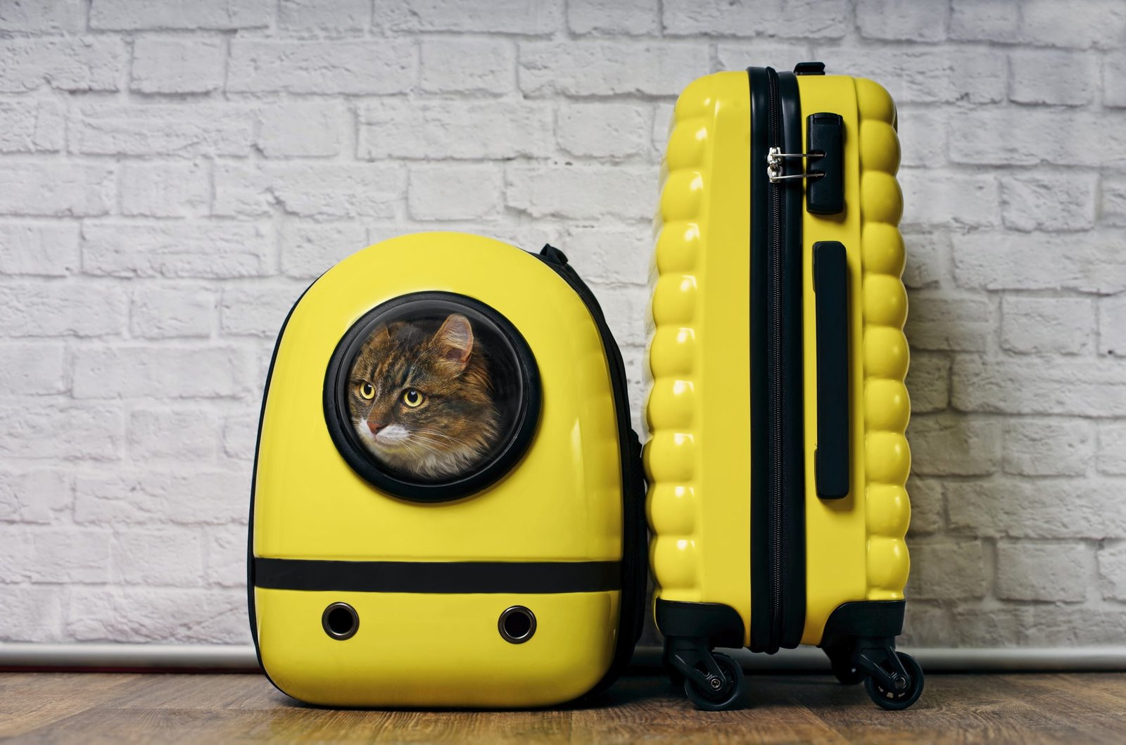 6.5-Traveling-with-Pets-and-Service-Animals