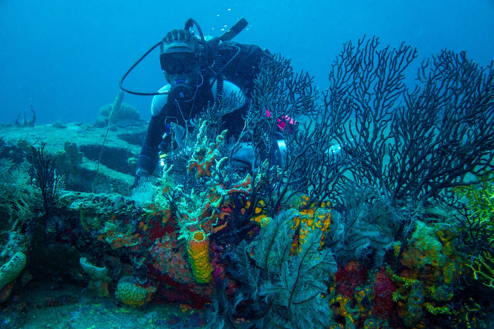 Credit True Blue Bay Boutique Resort bianca c diving